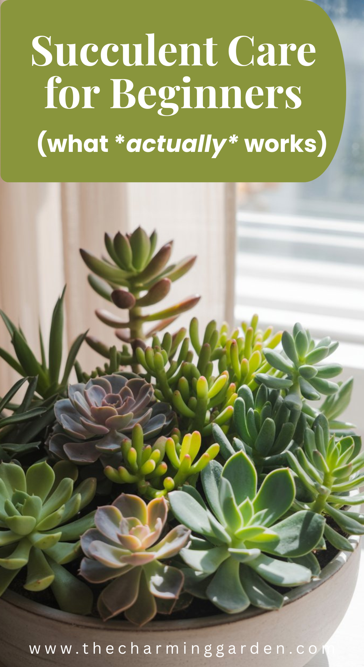 Succulent Care for Beginners - thecharminggarden.com